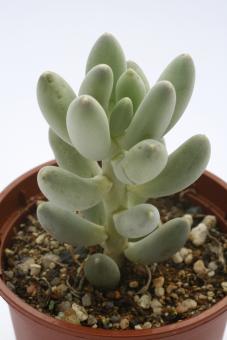 Pachyphytum hookeri 