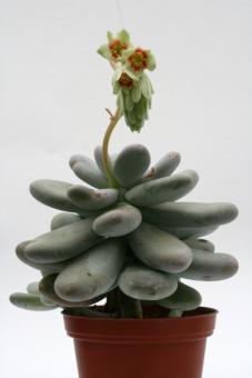 Pachyphytum oviferum 