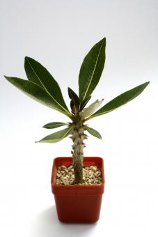 Pachypodium baronii v. baronii § Y. Madagaskar 