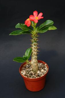 Pachypodium baronii v. windsorii § Y. Madagascar 