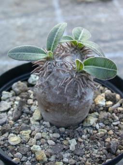 Pachypodium densiflorum Y. Madagascar 