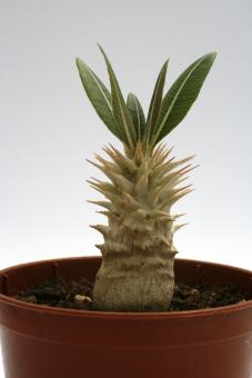 Pachypodium densiflorum Y. $ Madagascar 