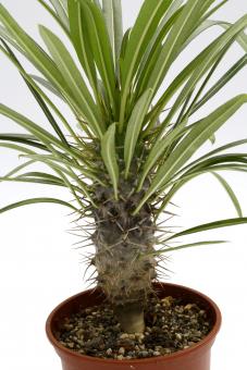 Pachypodium lamerei Y. Madagascar 