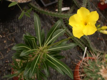 Pachypodium rosulatum Y. % Madagascar 