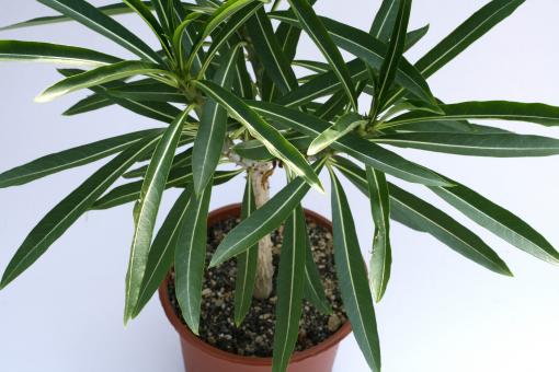 Pachypodium rutenbergianum Y. % Madagascar 