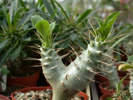 Pachypodium saundersii Y. Madagascar 