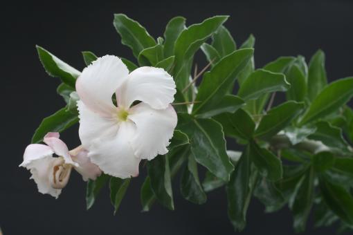 Pachypodium saundersii Y. Madagascar 