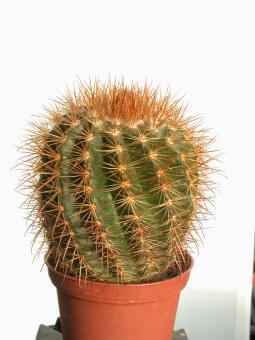 Parodia andreae 