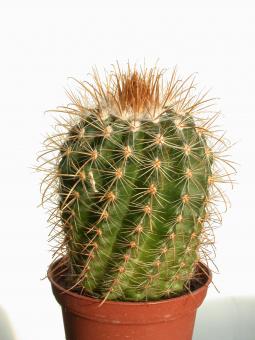 Parodia andreae 