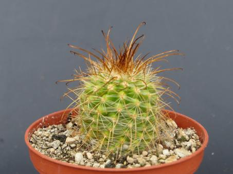 Parodia aureicentra v. rubrispina WR164 Cachipampa to Cachi, Salta, ARG 