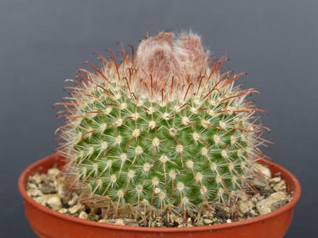 Parodia catamarcensis FR24 Catamarca, Catamarca, ARG 