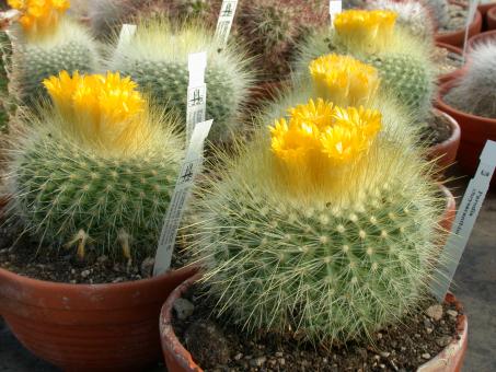 Parodia chrysacanthion 