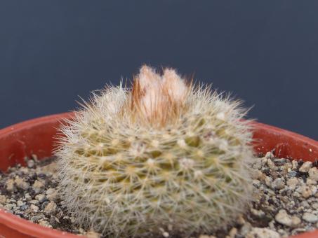 Parodia formosa 