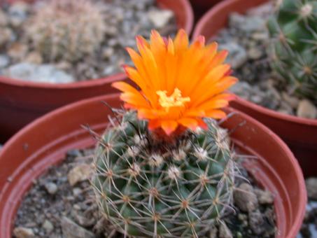 Parodia mairanana 