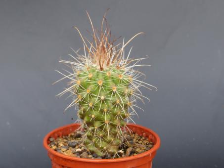 Parodia maxima 