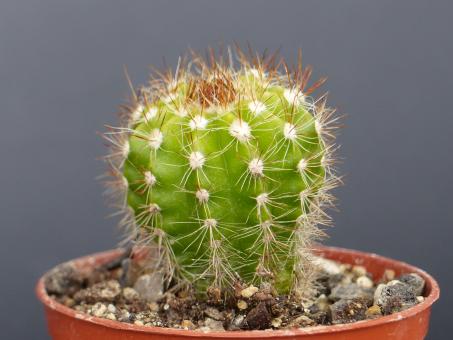 Parodia miguillensis 
