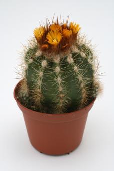 Parodia miguillensis 