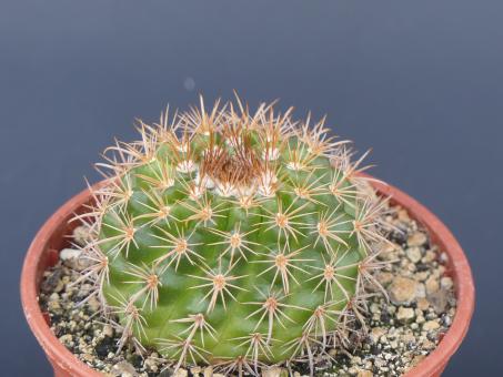 Parodia prestoensis HTH054 