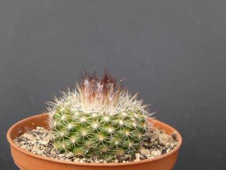 Parodia purpureoaurea 