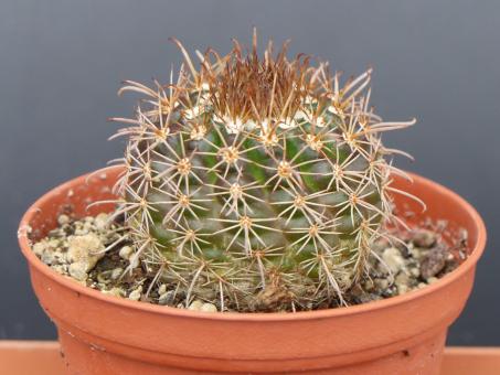 Parodia quechua KB179 