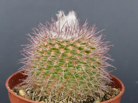 Parodia riojensis 