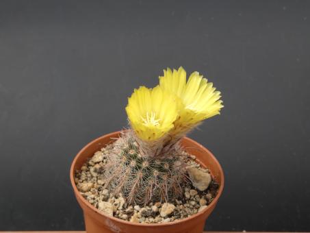 Parodia rufidihamata v. paucicostata n. n. 