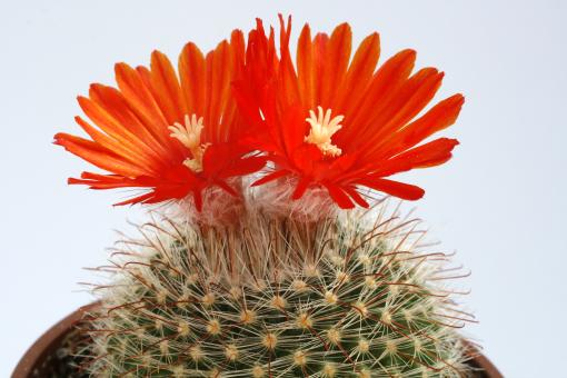 Parodia sanguiniflora % P158 Cueasta de Totoral, Arg 