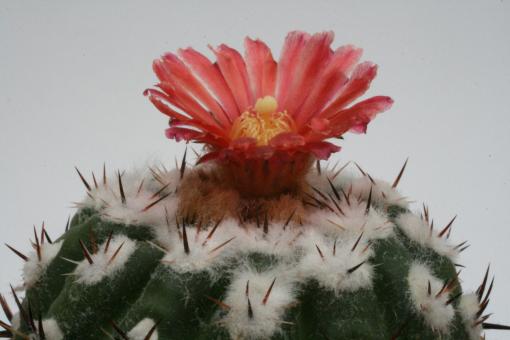 Parodia subterranea 