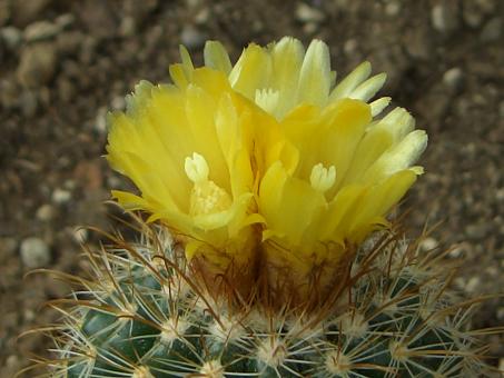 Parodia subtilihamata LAU900 between Salitre and Challamarca, Sud Cinti, Chuquisaca, BOL 