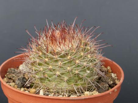 Parodia tafiensis 