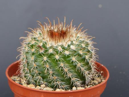 Parodia tuberculosi-costata v. amblayana 