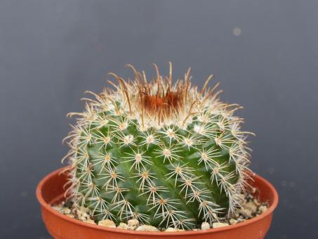 Parodia tuberculosi-costata 