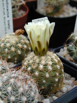Pediocactus bradyi § *2^ 