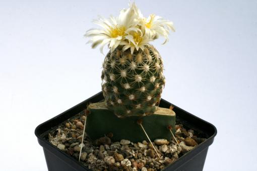 Pediocactus bradyi § VE Marble Canyon, n. AZ, USA 