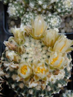 Pediocactus knowltonii § *1^ 