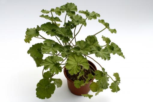 Pelargonium odoratissimum 