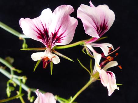 Pelargonium tetragonum 