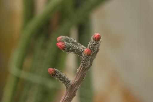 Peniocereus viperinus 