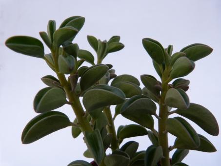 Peperomia asperula 