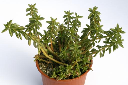 Peperomia Cactusville 