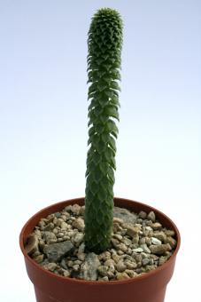 Peperomia ceroides Peru, Dept. Cajamarca, Prov. San Marcos, Dist. José Manuel Quiroz: Camino de Liclic a Platanillo, 3070m 