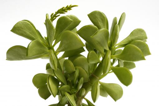 Peperomia dolabriforme 