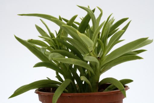 Peperomia ferreyrae Nevada 