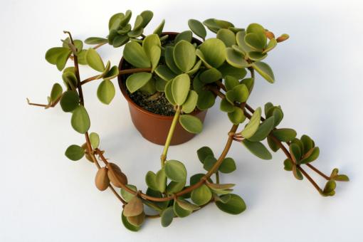 Peperomia Hope 