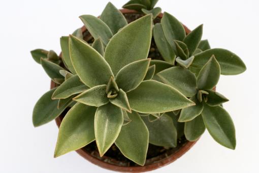 Peperomia liclicensis GP694 