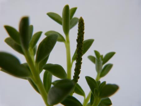 Peperomia nivalis GP877 Peru, Dept Ancash, Huaraz, Rio Santa, Puente Calicanto 3067m 