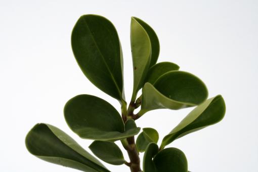 Peperomia obtusifolia 