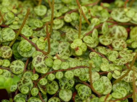 Peperomia prostrata 