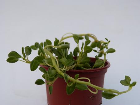 Peperomia pruinosifolia 