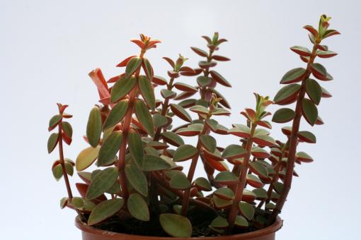 Peperomia rubella 